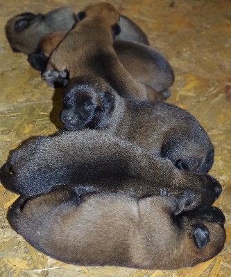 Des Plaines De Garonne - Bébés au Plaine de Garonne