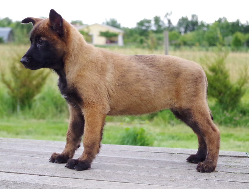 Indiana Des Loups De L'Atlas