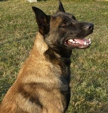Chiot Berger Belge Des Plaines De Garonne