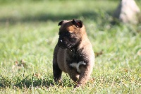 CHIOT